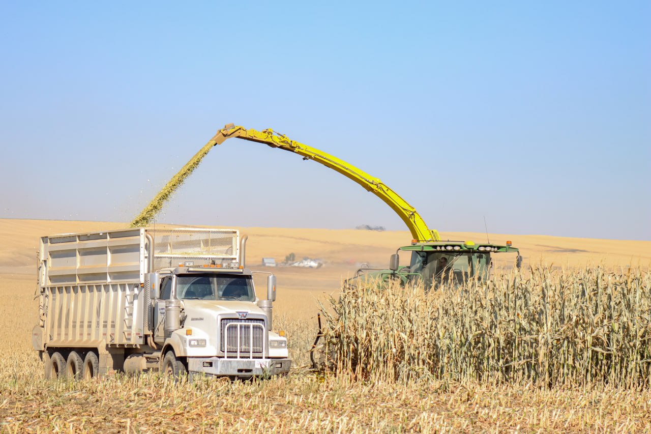 Forage harvester chopping corn silage beside a tractor trailer during harvest in Southern Alberta