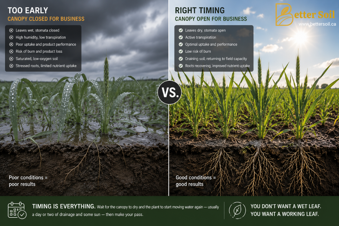 Comparison of a saturated crop canopy immediately after heavy rain versus a recovering canopy with active transpiration and improved foliar uptake conditions.